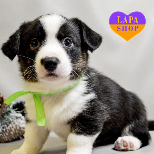 Очаровательный мальчик породы вельш корги кардиган Alf