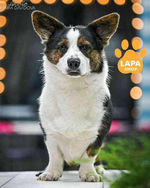 вельш коргі кардіган