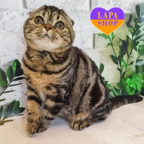 Милая шотландская девочка Annabel – ваша будущая любимица