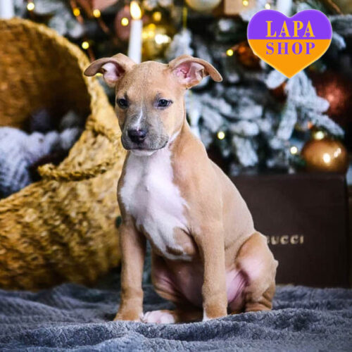 Мила красуня породи американський стаффордширський терʼєр Arizona