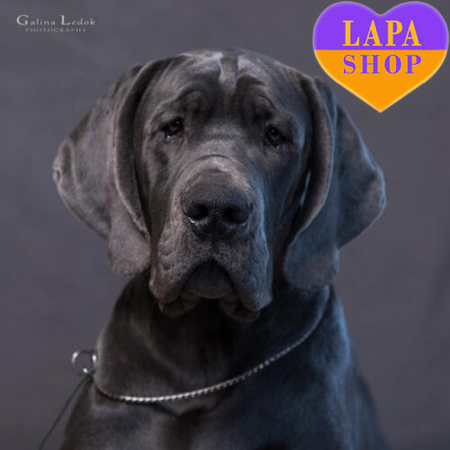 Arling Darling — милий красень породи німецький дог блакитного забарвлення