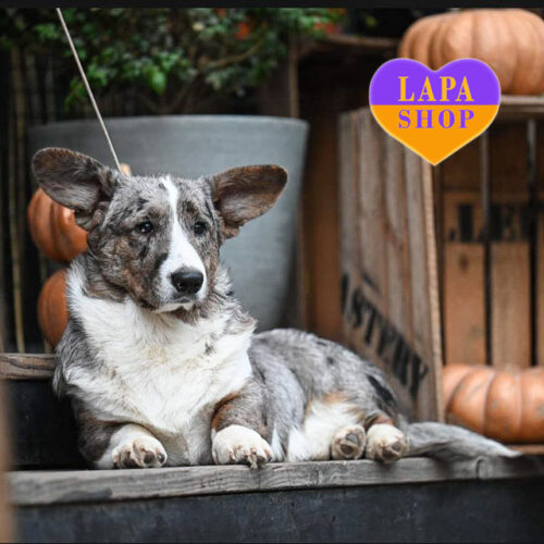 Asgard — волшебный красавец породы вельш корги кардиган