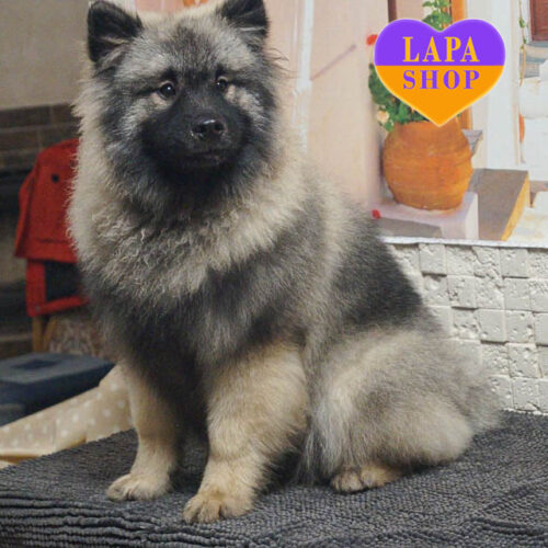 Асти – милая девочка породы кеесхонд