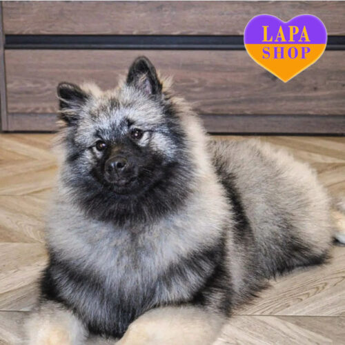 Аврора – очаровательная красавица породы кеесхонд ищет семью