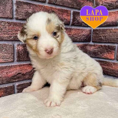 Очаровательная красавица породы австралийская овчарка