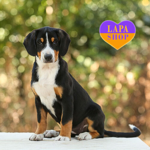 Bailey – очаровательная девочка породы энтлебухер зенненхунд триколорной окраски