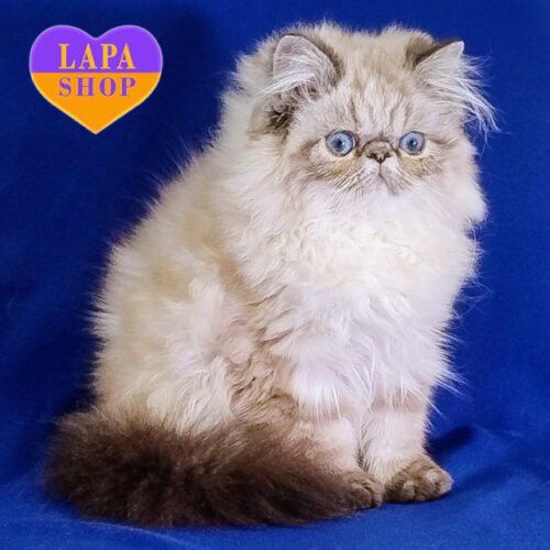 Персидская красавица Barbie