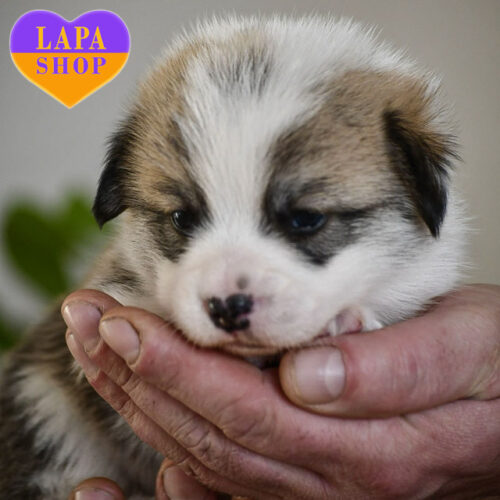 Батон — миловидний вельш коргі пемброк рудо-білого забарвлення