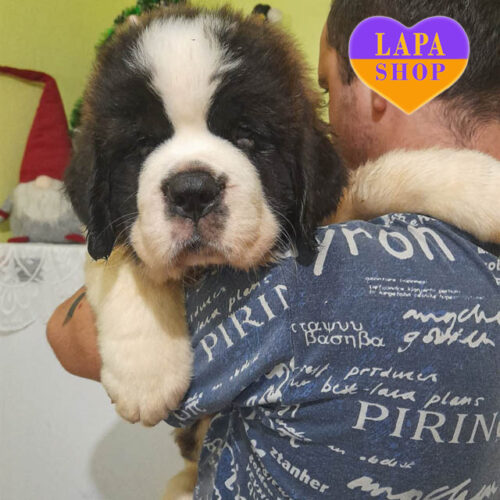 Длинношерстная девочка породы сенбернар Beatrice триколорной окраски