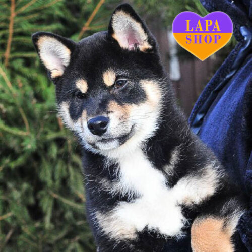 Beckham — элегантный джентельмен породы шиба-ину