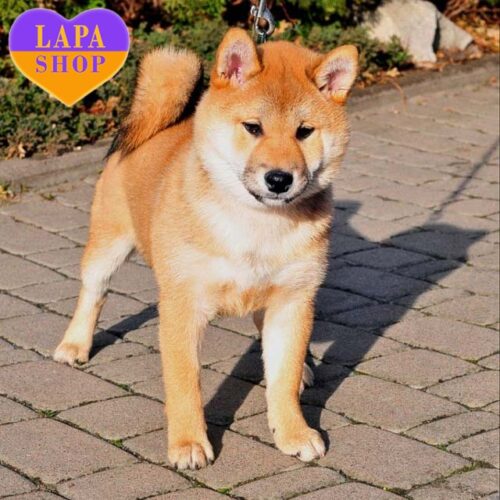 Becky — милая девочка породы шиба-ину