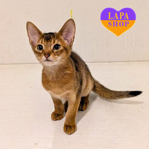 Bella Athena — очаровательная абиссинская кошечка дикого окраса