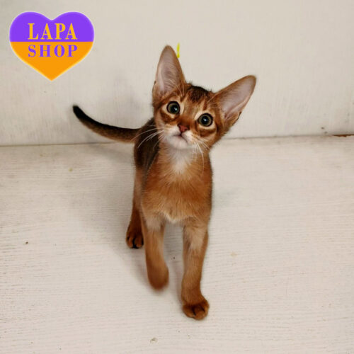 Абиссинская красавица Bella Ayana