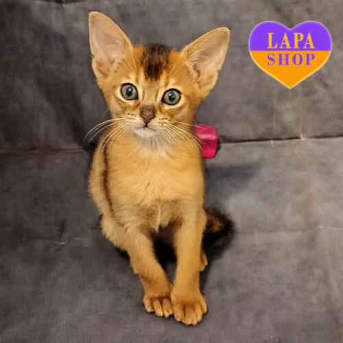 Элегантная абисинская девочка Bella Brittany