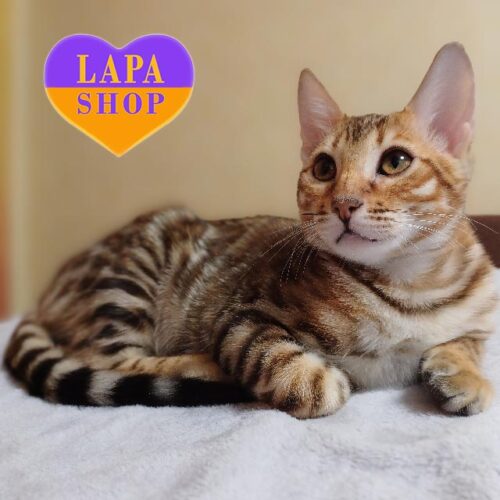 Charming Bengal Cat Baron