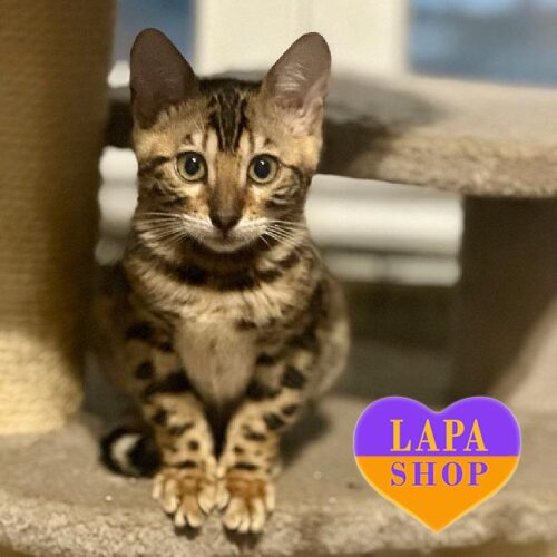 Cute Bengal Kitten