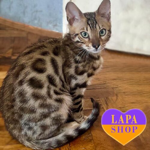 Bengal Handsome Kitten