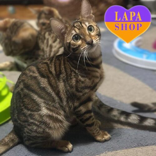 Charming Bengal Kitty