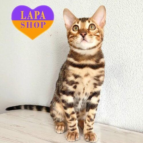 Ласковый и нежный бенгальский котенок, который с удовольствием сидит на ручках Kayson