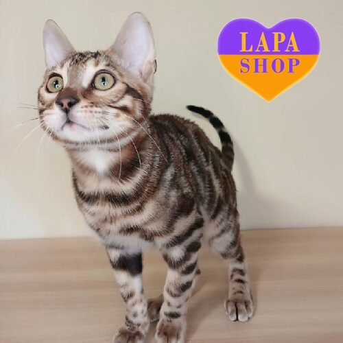 Очень нежный и мурлыкающий бенгальский котик, который любит быть рядом с человеком Keenan