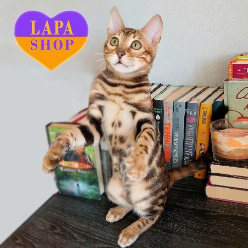 Killian — очень ласковый бенгальский красавчик, который обожает сидеть на ручках