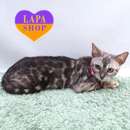 Милая бенгальская кошечка Samanta — в разведение