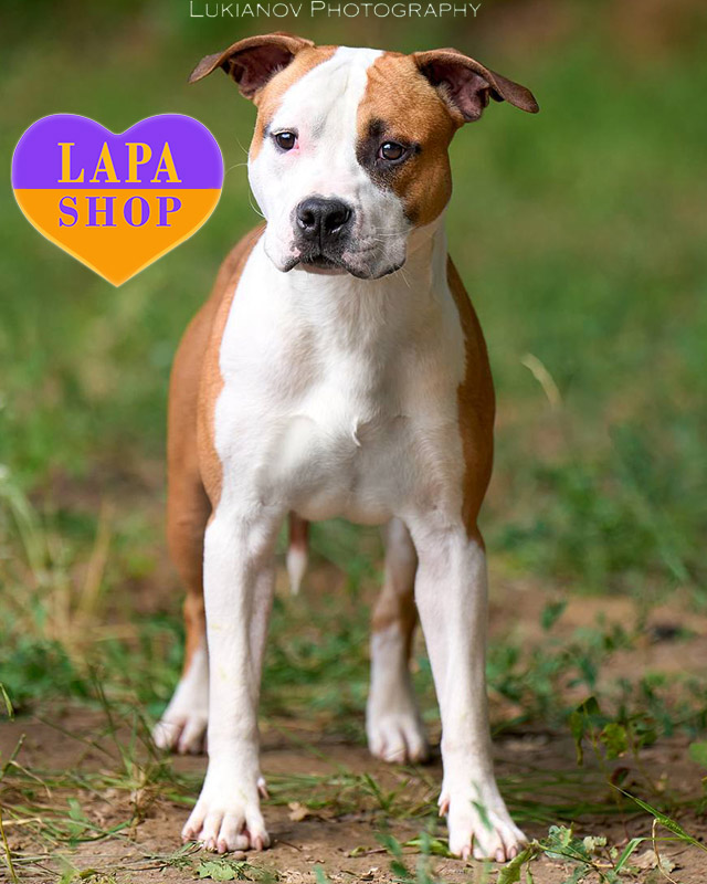 рудо-білий американський стаффордширський терʼєр