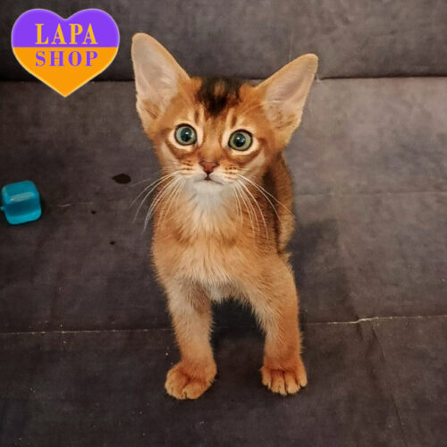 Абисинский милый мальчик Big Bradley