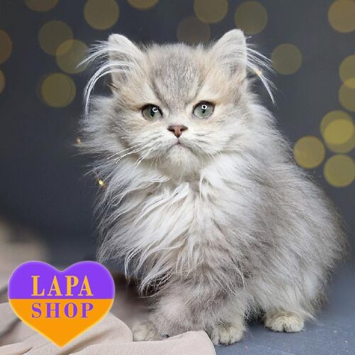 Janelle — чарівна британська довгошерста красуня в блакитно-золотій шубці