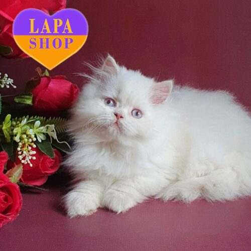 Justin is a Luxurious British Longhair Cat in a Unique Color