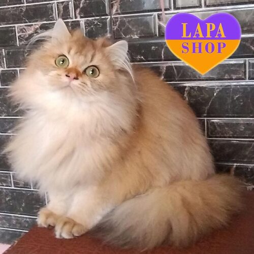 Очаровательный длинношерстный британский котик в золотой шубке Leo