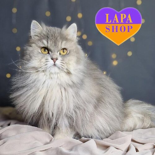 Чарівний британський довгошерстий котик Shauli — ваш майбутній улюбленець