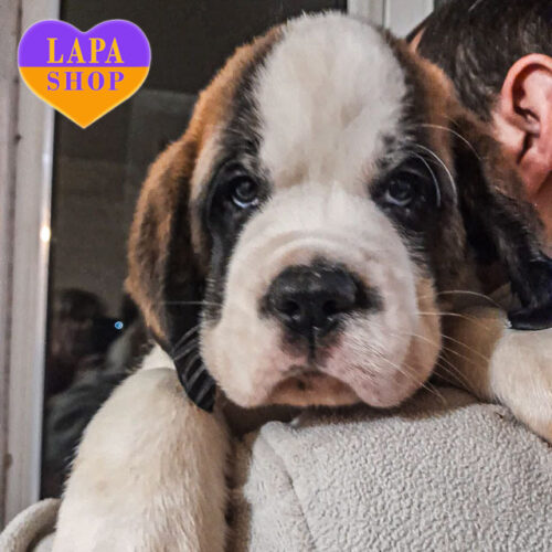 Blondi — чарівна красуня породи сенбернар триколорного забарвлення