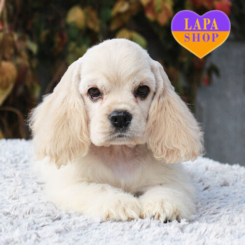 Блонди — милая девочка породы американский кокер спаниель