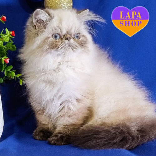 Милый персидский котенок Bosco