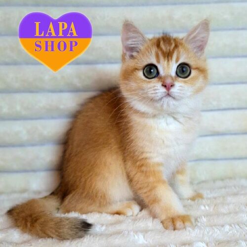 Achilles is a British Golden Chinchilla Handsome Kitten