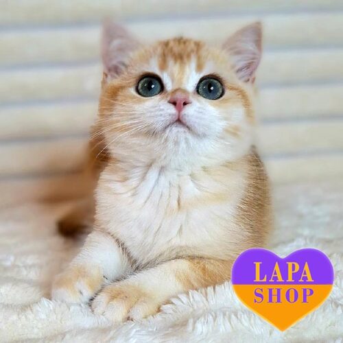 British Kitty in Golden Chinchilla Flexi Color Alisia