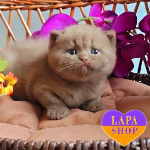 Британский котенок в шубке окрасом циннамон Amin