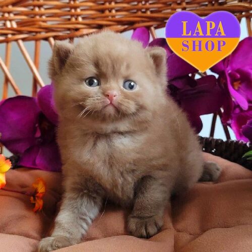 Arahis — милый британский котенок окраса циннамон