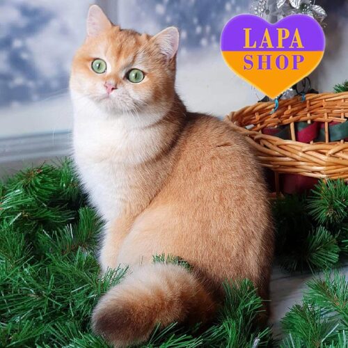 Belis is a British Beauty in a Golden Fur Coat