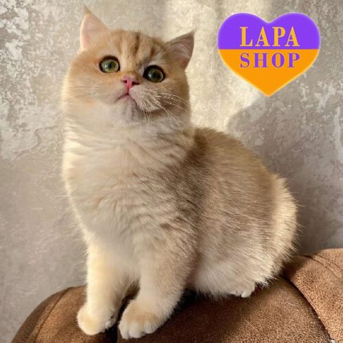 Бади — очаровательная британочка в красивой шубке и с роскошными зелеными глазками