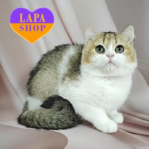 Британский красавчик Cheesecake