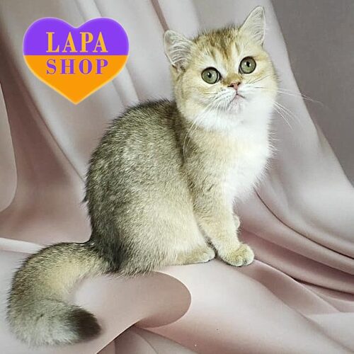 Cherry Lady — британская красавица в роскошной шубке