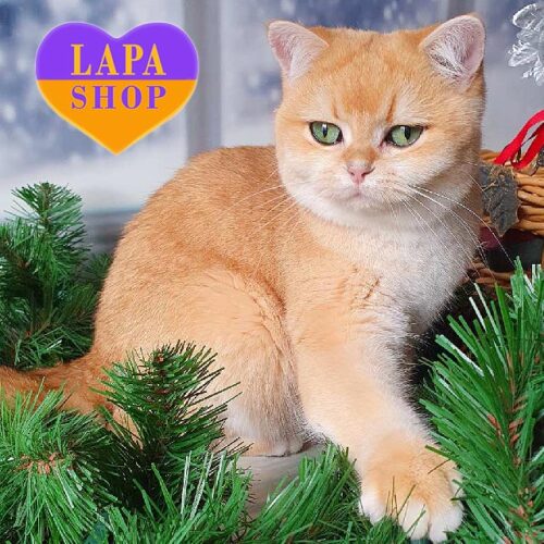 Очаровательная британская кошечка Chloe