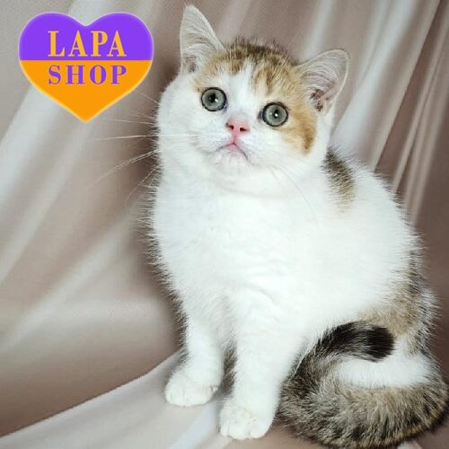 Choco Рie — чарівне британське кошеня забарвленням золотий плямистий арлекін