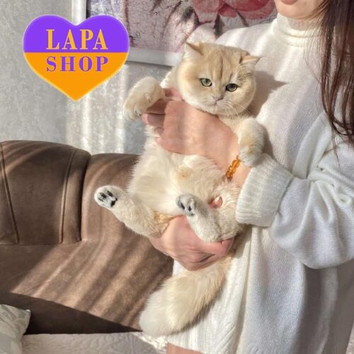 Charming British Kitten Buddy in a Luxurious Blue Golden Fur Coat, Like a Teddy Bear — He is Your Future Favorite