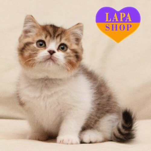 Британська красуня Halva