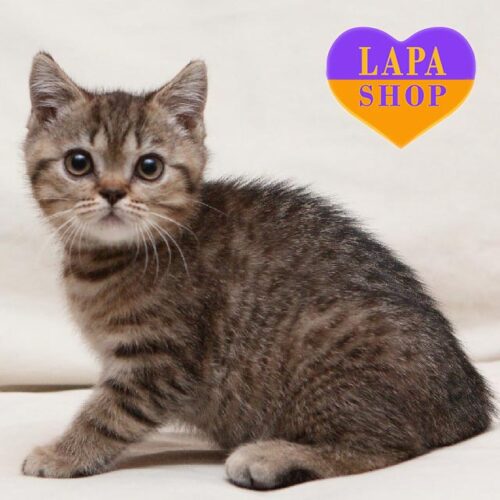 Hope — очаровательная британская кошечка в черепахово-пятнистой шубке