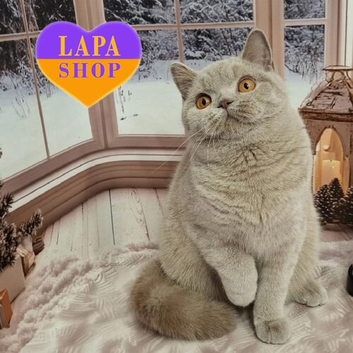 Милая британская кошечка в лиловой шубке Laffey