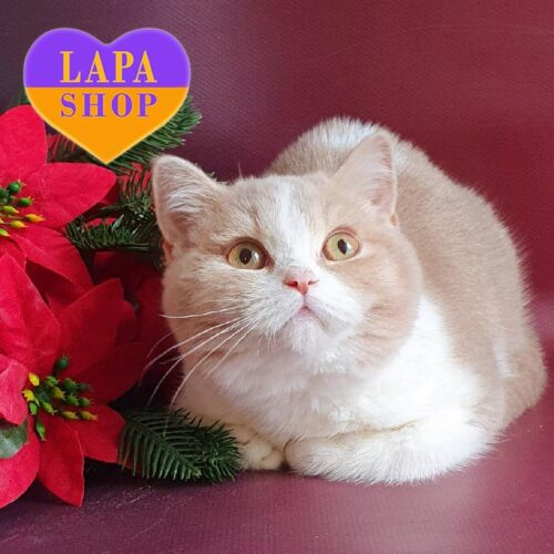 Lavanda is a Graceful British Kitty